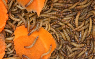 Mehlwürmer als Wachtelfutter